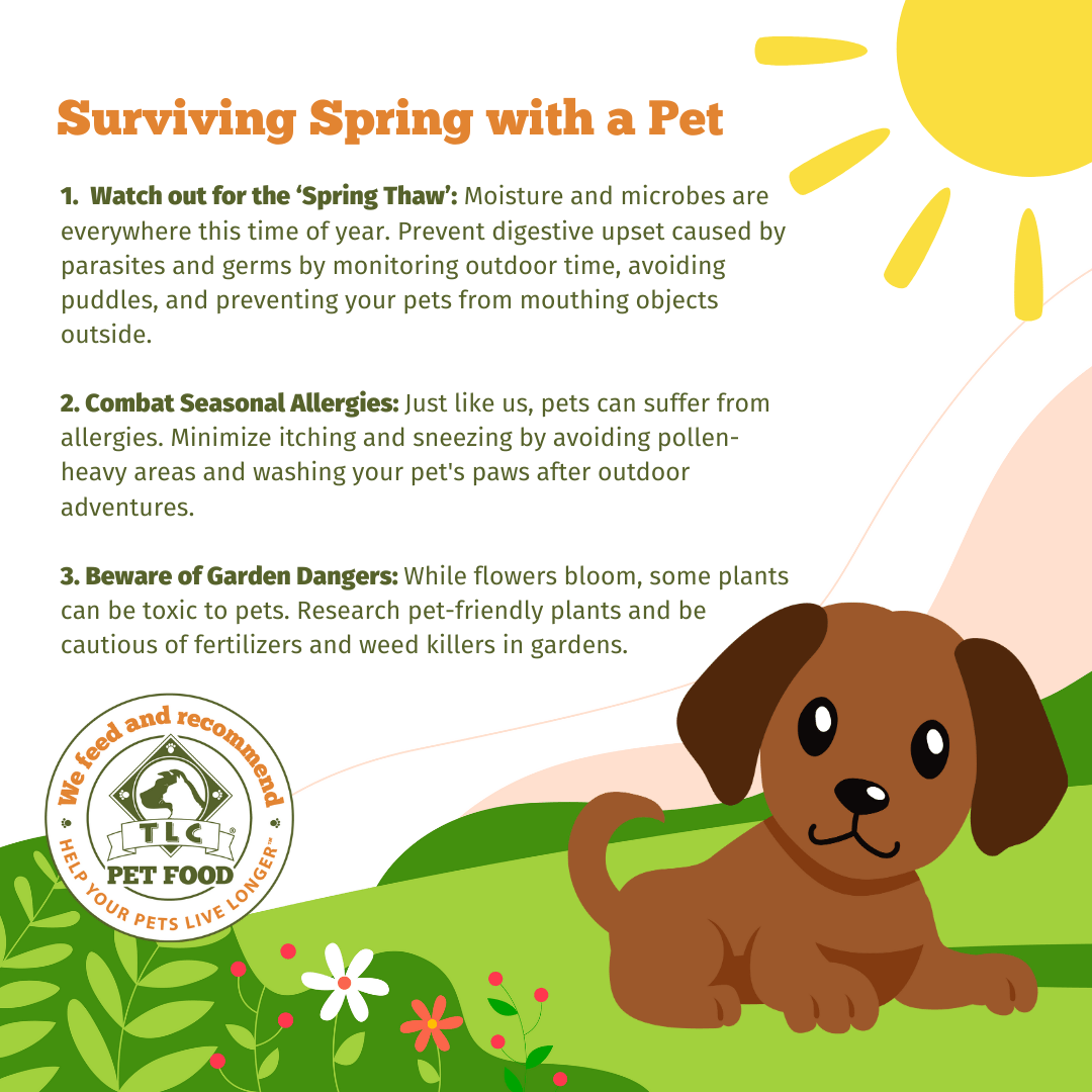 รู้ 5 เรื่องสำคัญ เพื่อความปลอดภัยของสัตว์เลี้ยงในช่วงฤดูใบไม้ผลิ (หรือหน้าร้อนของไทย) (อัปเดท 2025)