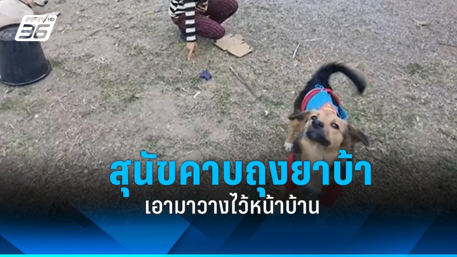 ซูเปอร์ด็อก สุนัขแสนรู้คาบยาบ้า 400 เม็ด กลับบ้านสบายใจ (อัปเดท 2025)