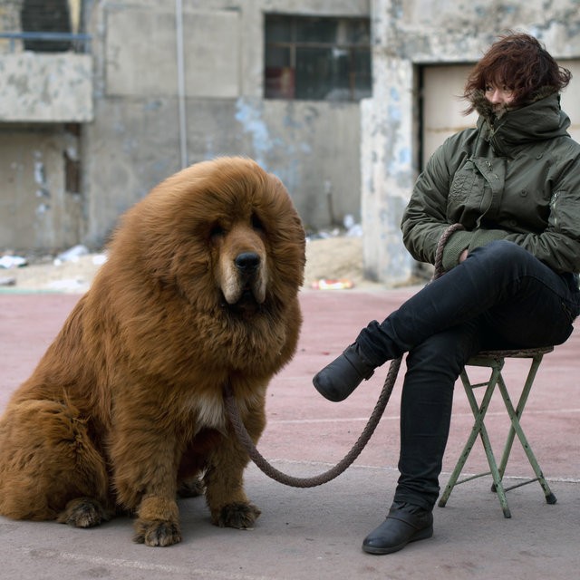 รวม 5 ข้อควรรู้ก่อนเลี้ยง “ทิเบตัน มาสทิฟฟ์ (Tibetan Mastiff)” หมายักษ์สายสงบ ผู้ปกป้องด้วยหัวใจและขนระดับราชา (อัปเดท 2025)