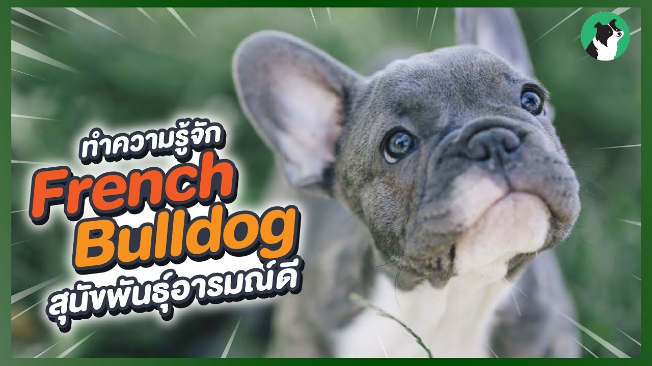 5 เรื่องที่คุณควรรู้ "รวมสายพันธุ์น้องหมาที่ขี้อ้อนที่สุดในโลก ใครชอบกอดต้องไม่พลาด" (อัปเดท 2025)