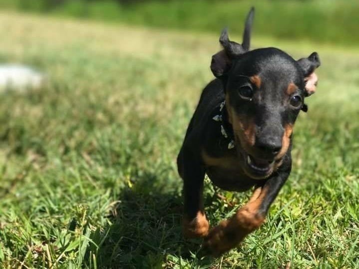 รวม 5 ข้อควรรู้ก่อนเลี้ยง “แมนเชสเตอร์ เทอร์เรียร์” หมานักสืบสายพันธุ์อังกฤษผู้ฉลาดว่องไวแต่ขี้อ้อนขั้นสุด (อัปเดท 2025)