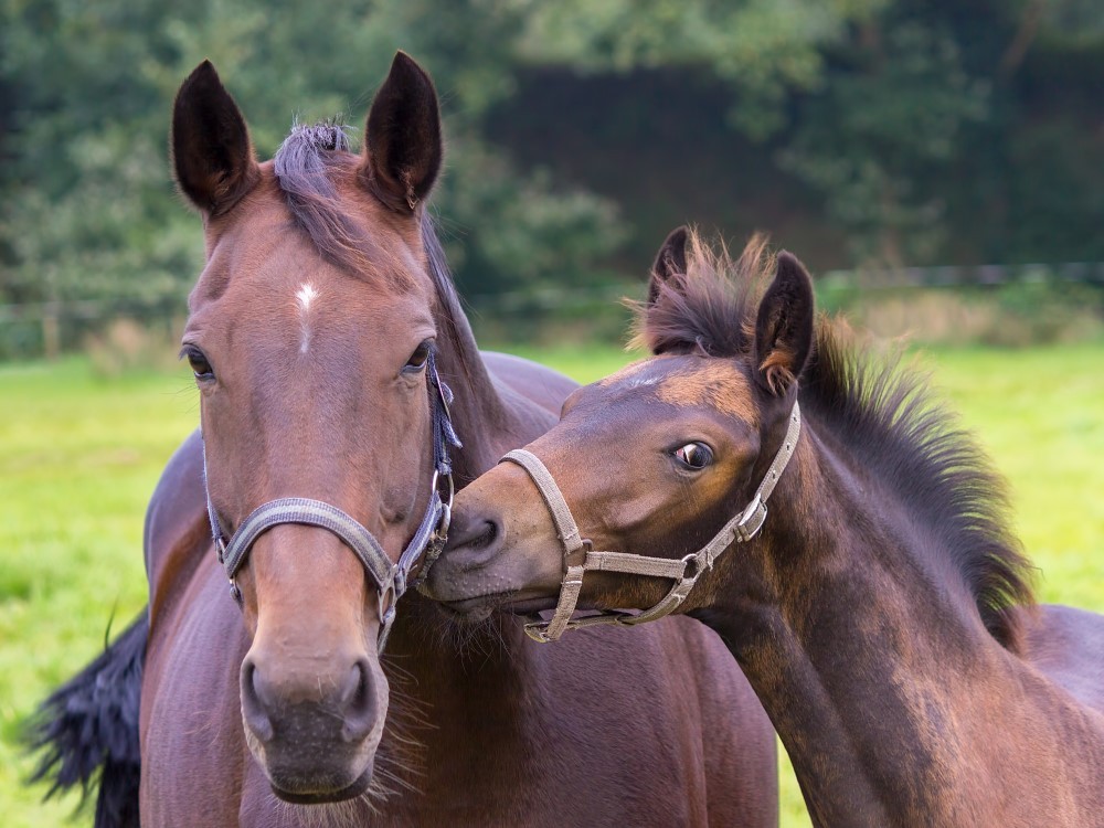 รู้ 5 เรื่องสำคัญ ก่อนจะเริ่มดูแลม้าให้แข็งแรงและมีความสุข (อัปเดท 2025)