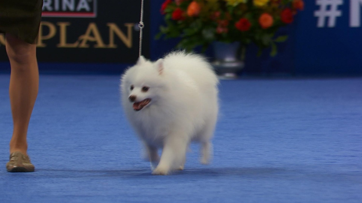 รู้ 5 เรื่องสำคัญก่อนเลี้ยง “อเมริกัน เอสกิโม ด็อก” หมาขาวแสนฉลาด ขี้อ้อน ขี้เล่น แต่ไม่ใช่หมาง่าย (อัปเดท 2025)