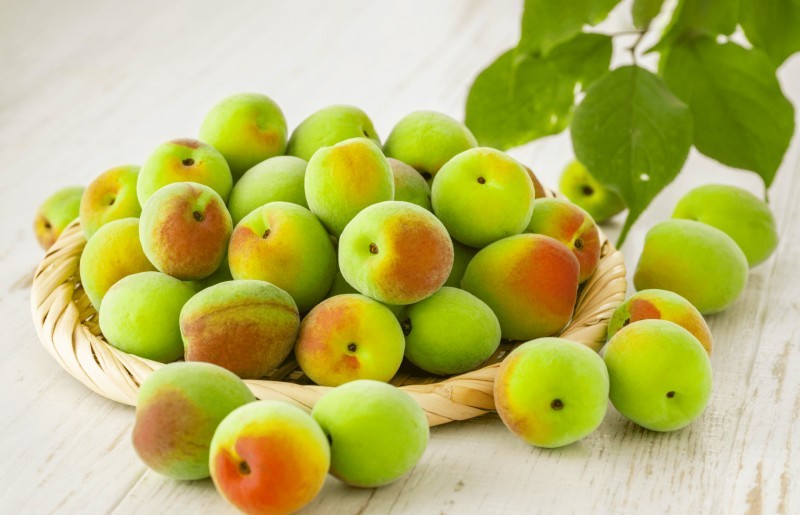 5 เรื่องไม่รู้ไม่ได้ ก่อนให้น้องหมากิน บ๊วย หรือ พลัม (2026)