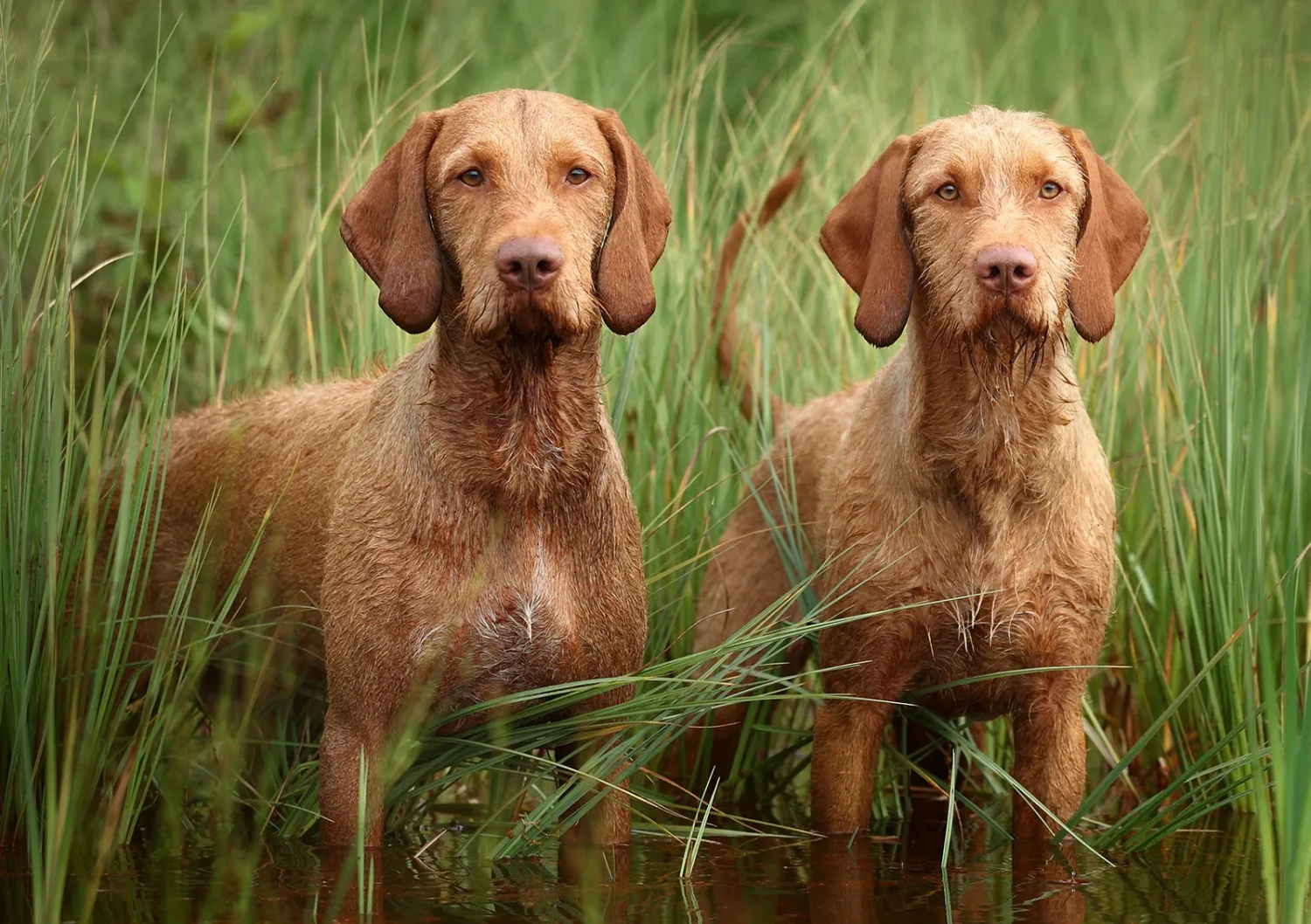 รวม 5 ข้อควรรู้ก่อนเลี้ยง “วิชสล่า (Vizsla)” หมานักล่าแสนสุภาพ ฉลาดเป็นกรด ติดเจ้าของเหมือนเงา (อัปเดท 2025)