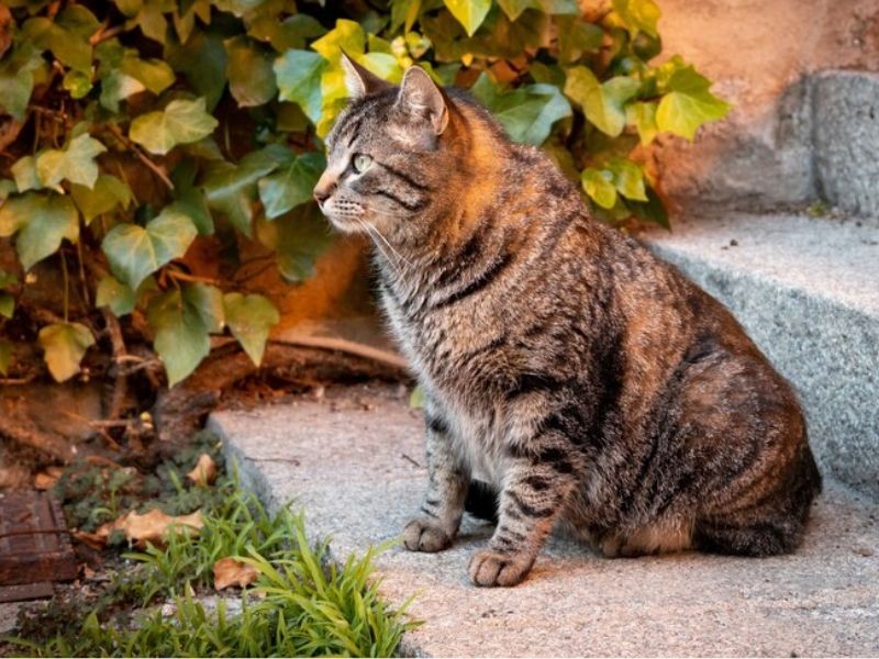 วิเคราะห์แมวจริงจัง 5 ข้อ พิกซี่บ็อบ (Pixiebob) แมวหน้าดุใจดี ผู้ซื่อสัตย์เหมือนหมา (อัปเดท 2025)