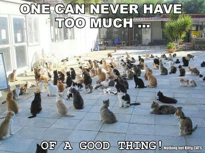 5 เหตุผล! บ้านมีแมวหลายตัวไม่ได้วุ่นวายอย่างที่คิด (ถ้าคุณรู้จักจัดระบบแบบมือโปร) (อัปเดท 2025)