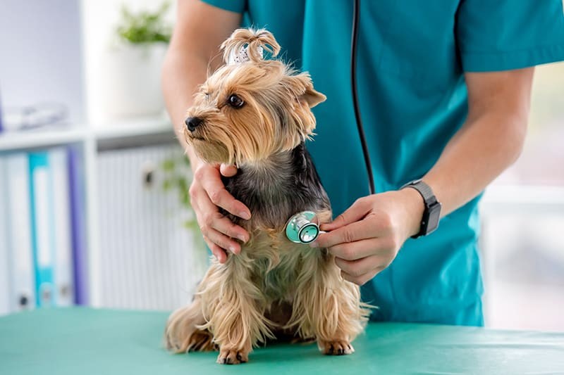 5 เรื่องที่คุณควรรู้ ทำไมพาน้องหมาไปหาหมอทีไร ค่าใช้จ่ายถึงพุ่งสูงทุกครั้ง? (อัปเดท 2025)