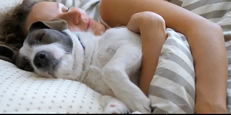 5 เหตุผลที่ควรคิดให้ดี ก่อนให้น้องหมานอนเตียงเดียวกับคุณ