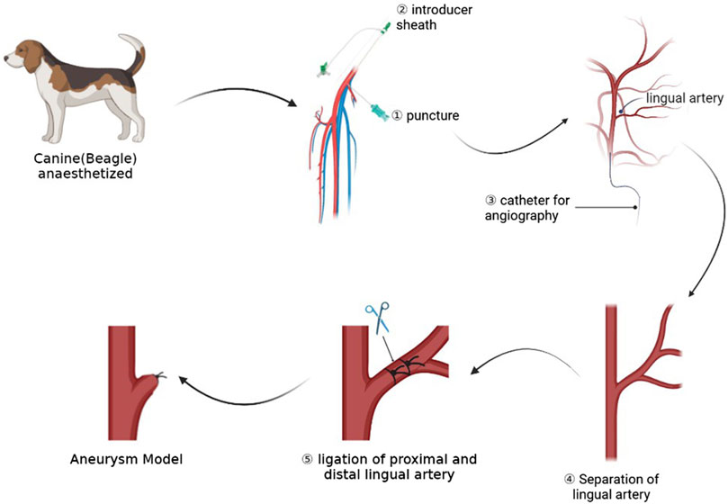 เปิด 5 สถิติน่ารู้ “ภาวะหลอดเลือดแดงเชื่อมกับหลอดเลือดดำผิดปกติในน้องหมา” หัวใจต้องทำงานหนัก (อัปเดท 2025)