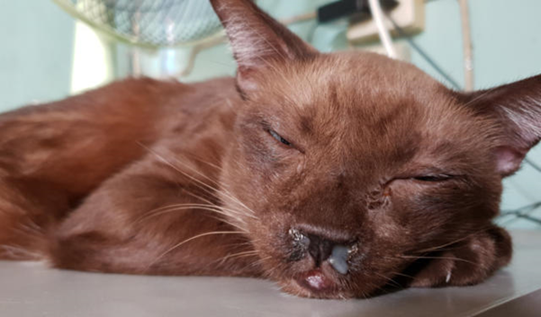 5 ข้อควรรู้! โรคระบบหายใจจากแบคทีเรีย “Bordetella” ในแมว ร้ายเงียบแต่จริงจังกว่าที่คิด (อัปเดท 2025)