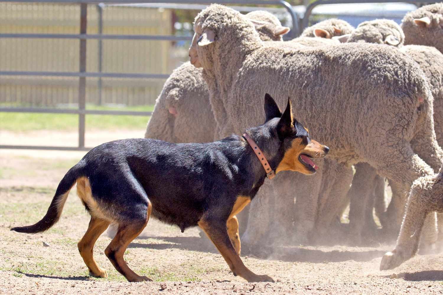 รู้ 5 เรื่องสำคัญก่อนเลี้ยง “ออสเตรเลียน เคลพี” หมาต้อนวัวพลังล้น ฉลาดล้ำ และทำงานเป็นระบบ (อัปเดท 2025)