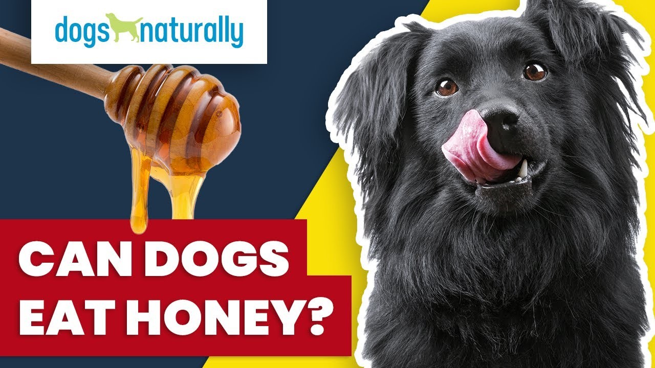 เปิด 5 สถิติน่ารู้ “หมากินน้ำผึ้งได้ไหม?” หวานพอดีหรือหวานจนพัง? (อัปเดท 2025)