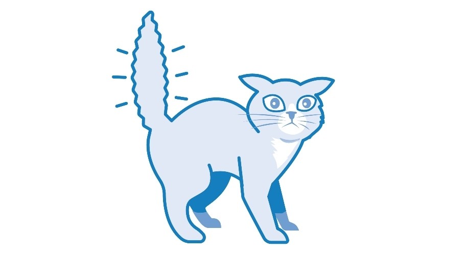 เผย 5 ข้อมูลเชิงลึก! ถอดรหัสอารมณ์แมวในโรงพยาบาล พร้อมคู่มือดูแลใจแมวฉบับละเอียดที่เจ้าของต้องรู้ (อัปเดท 2025)