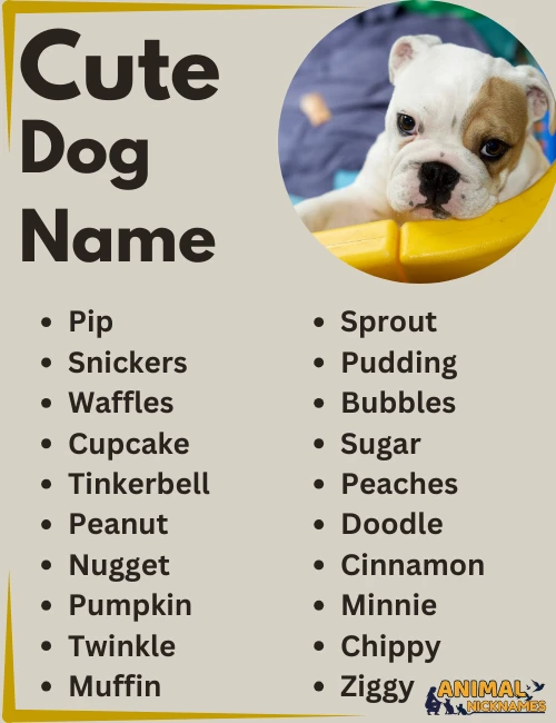 5 เรื่องที่คุณควรรู้ ถ้ากำลังมองหา “ชื่อน้องหมาสไตล์เทศกาล” ที่น่ารัก อบอุ่น และมีความหมาย (อัปเดท 2025)