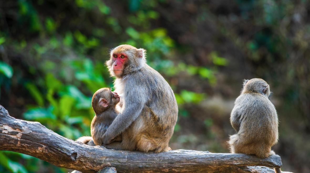 รู้ 5 เรื่องสำคัญ ก่อนสัมผัส "สัตว์ป่า" ให้ถูกวิธี ไม่รบกวน ไม่เสี่ยง และไม่ผิดกฎหมาย (อัปเดท 2025)