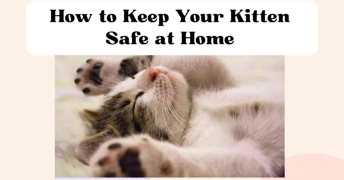 วิถีทาสแมวจริงจัง! 5 เคล็ดลับเตรียมบ้านให้ลูกแมวซ่าได้แบบปลอดภัย (ไม่ต้องซ่อมบ้านทุกสัปดาห์) (อัปเดท 2025)