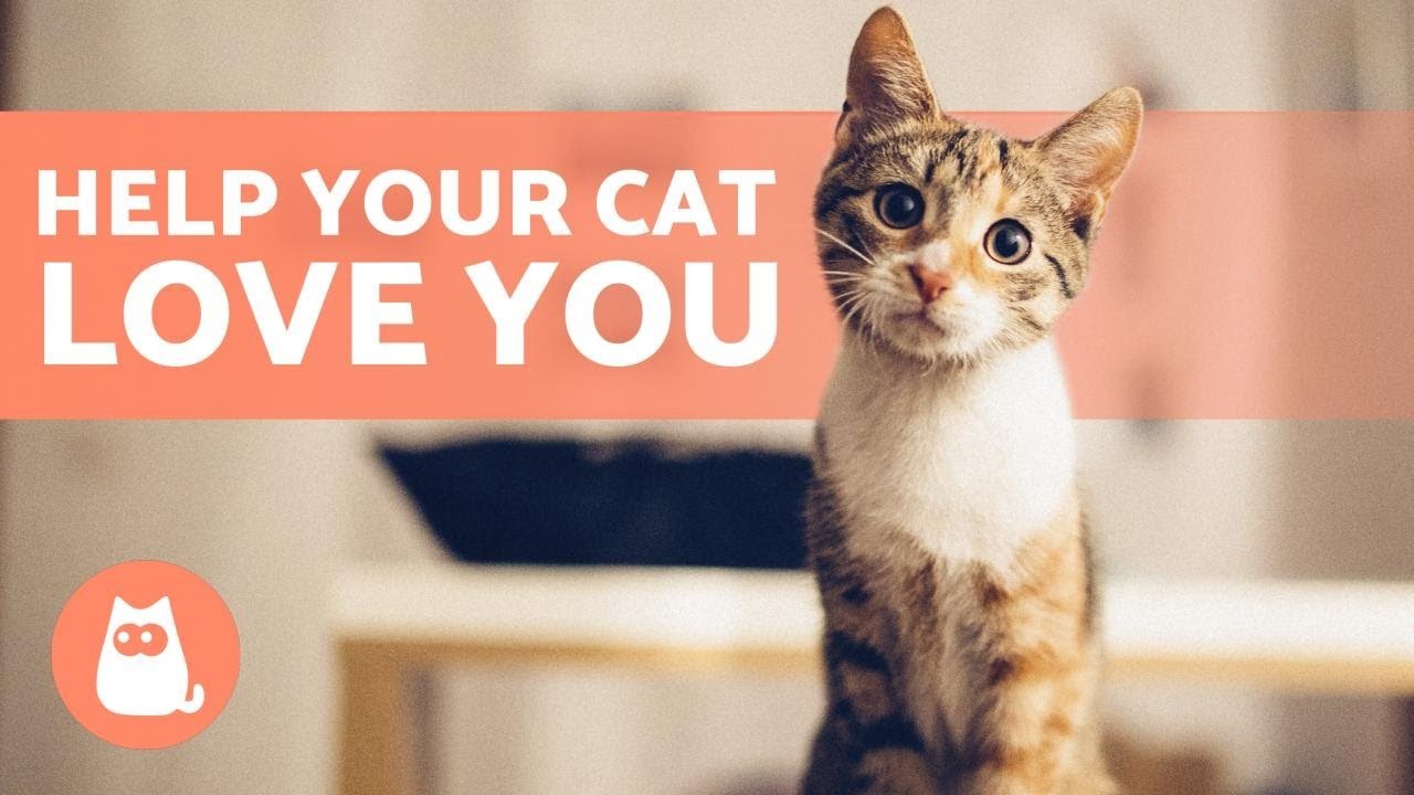 ทาสแมวจริงจัง! 5 วิธีทำให้น้องแมวตกหลุมรักคุณแบบถอนตัวไม่ขึ้น (ตามคำแนะนำจากผู้เชี่ยวชาญ) (อัปเดท 2025)