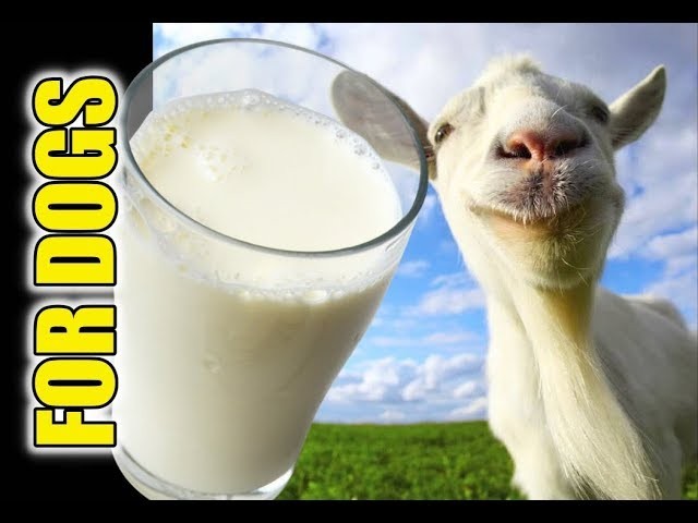 วิถีทาสหมา! 5 เหตุผลที่นมแพะอาจดีกว่านมวัวสำหรับน้องหมา (แต่ก็ต้องรู้ให้ครบก่อนเทใส่ชาม) (อัปเดท 2025)