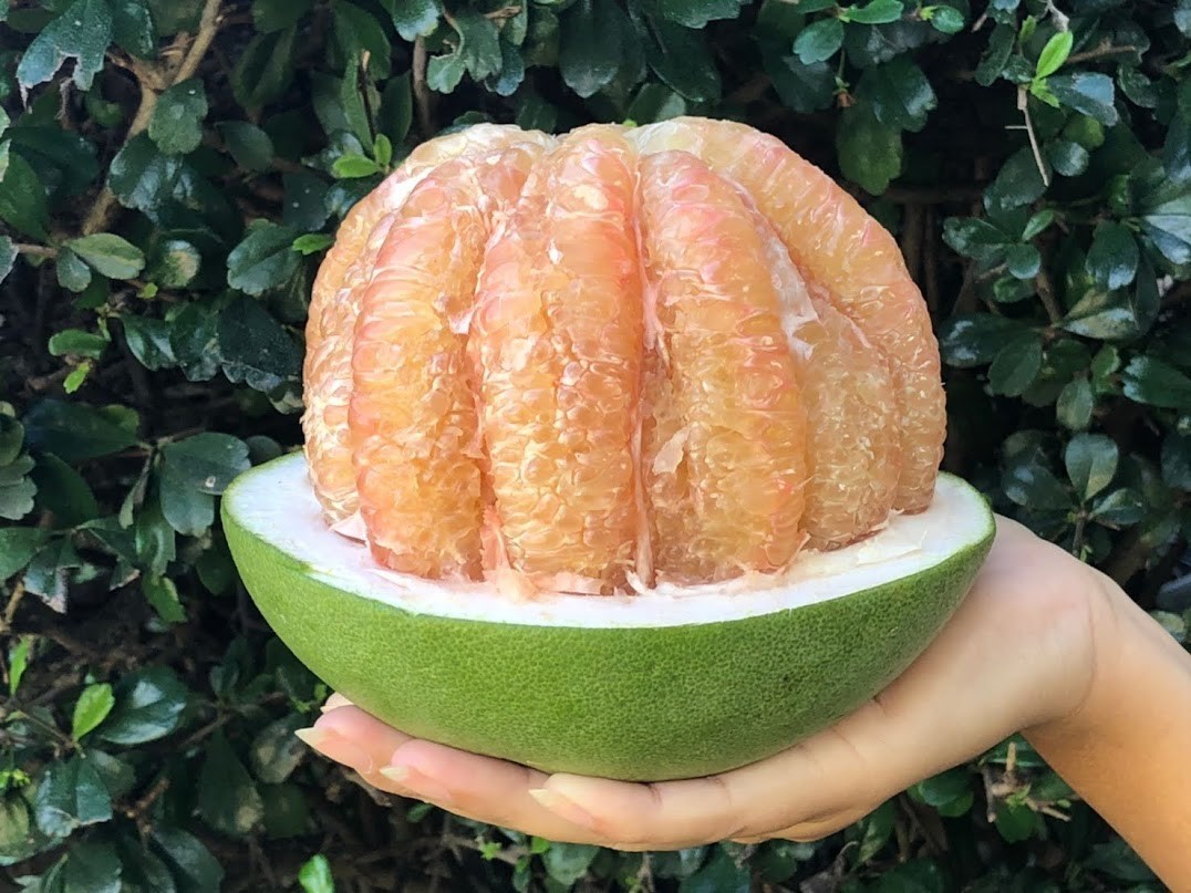 5 เรื่องไม่รู้ไม่ได้ ก่อนให้น้องหมากิน ส้มโอ (2026)