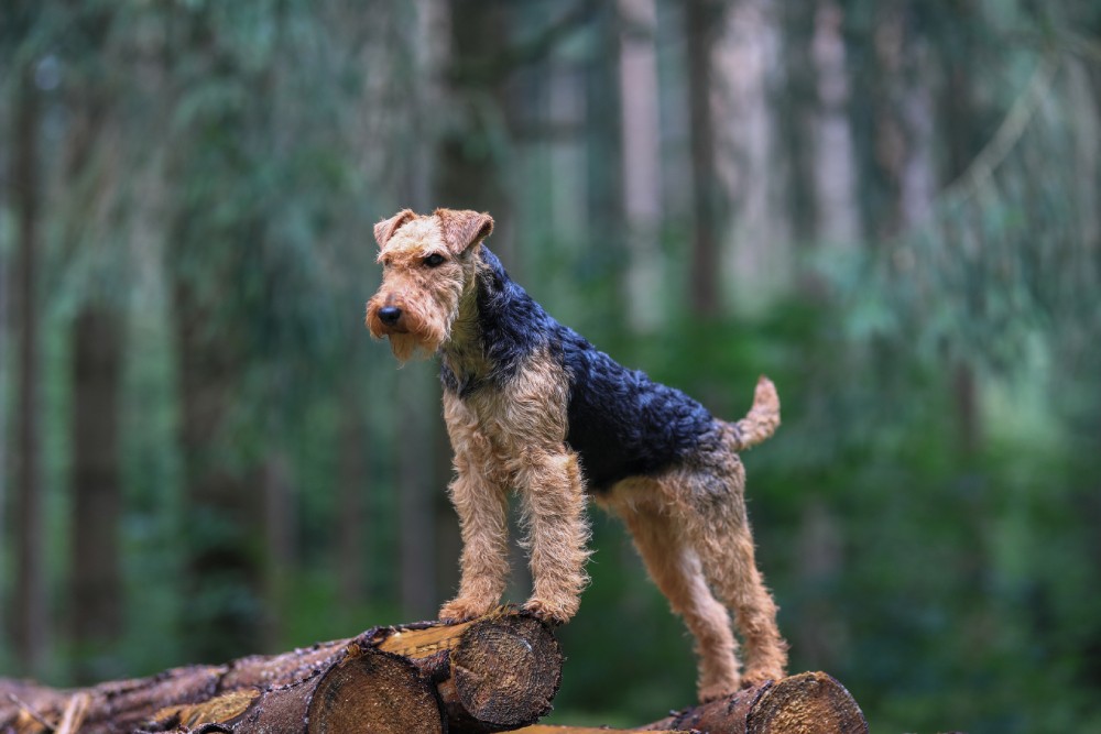 รวม 5 ข้อควรรู้ก่อนเลี้ยง “เวลช์ เทอร์เรียร์ (Welsh Terrier)” หมาตัวจิ๋วแต่ใจใหญ่ ขนแน่น ฉลาด สดใส และไม่ยอมใครง่ายๆ (อัปเดท 2025)