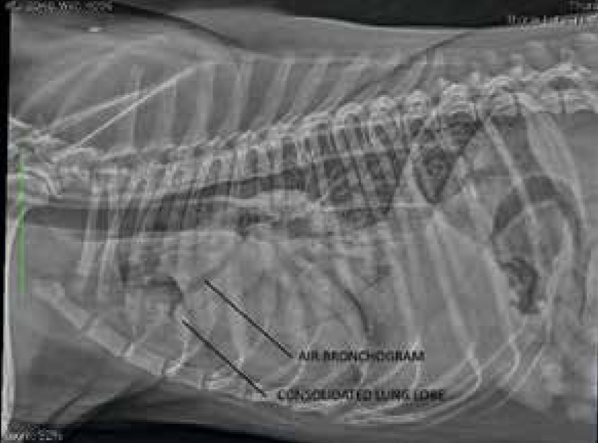 เปิด 5 สถิติน่ารู้ “ปอดอักเสบจากการสำลักในหมา” โรคเงียบที่มาพร้อมเสียงไอ (อัปเดท 2025)