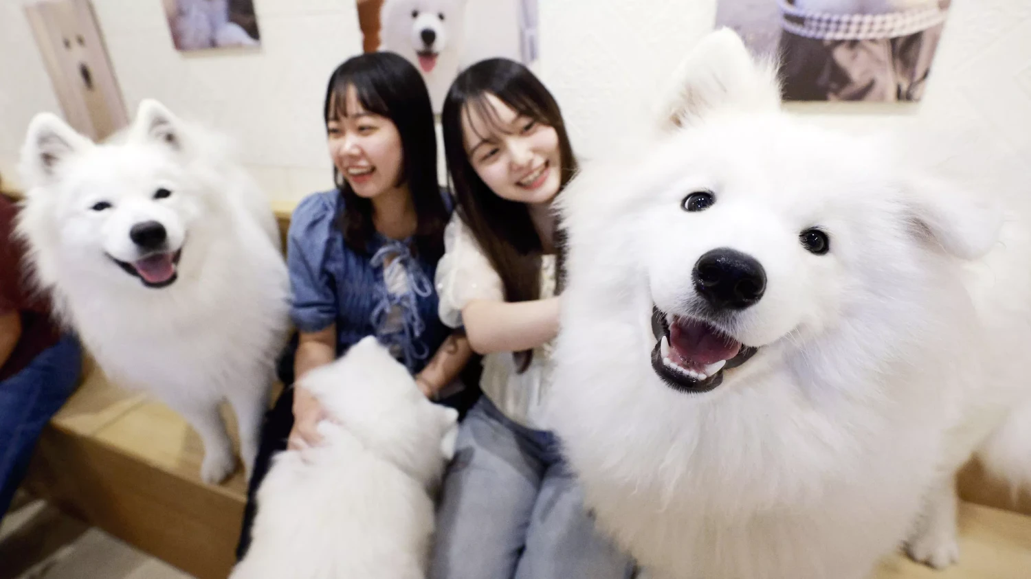 รวม 5 ข้อควรรู้ก่อนเลี้ยง “ซามอยด์” หมายิ้มหวาน ขนฟูสุดโลก ใจดีแต่แรงเยอะ (อัปเดท 2025)