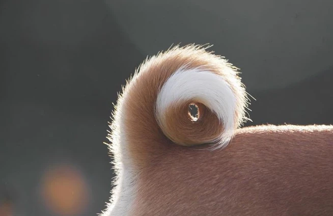 5 เรื่องที่คุณควรรู้ ถ้าหลงรักน้องหมาหางงอสุดน่ารัก (อัปเดท 2025)