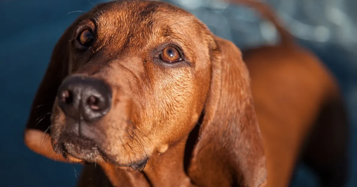 รวม 5 ข้อควรรู้ก่อนเลี้ยง “เรดโบน คูนฮาวด์” หมานักล่าเสียงเพราะ ผู้รักอิสระและซื่อสัตย์สุดใจ (อัปเดท 2025)