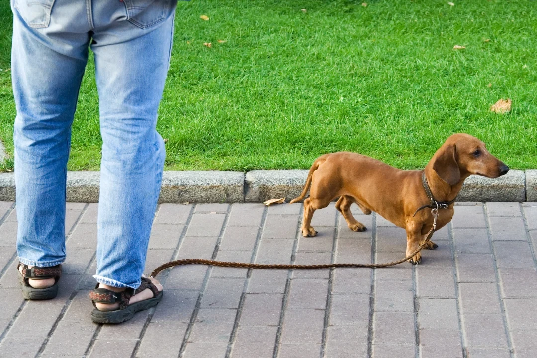 5 เคล็ดลับฝึกน้องหมาดัชชุนด์ให้เชื่อฟัง ดื้อแค่ไหนก็เอาอยู่ ปี 2025 (อัปเดท 2025)