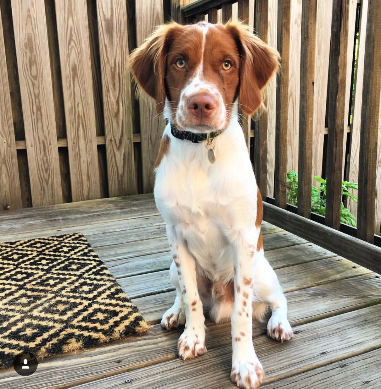 รู้ 5 เรื่องสำคัญก่อนเลี้ยง “บริตทานี สแปเนียล” นักล่าหน้าหวาน ขี้เล่น ฉลาดล้ำ และรักคุณหมดใจ (อัปเดท 2025)